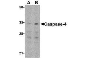 Western blot analysis of Caspase-4 in Ramos cells with Caspase-4 antibody at (A) 0. (Caspase 4 抗体  (N-Term))