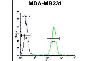 IL1F6 Antibody (Center) (ABIN651427 and ABIN2840233) flow cytometric analysis of MDA-M cells (right histogram) compared to a negative control cell (left histogram). (IL36A/IL1F6 抗体  (AA 35-61))