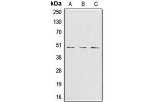 Western blot analysis of Glutamine Synthetase expression in Jurkat (A), HeLa (B), HT29 (C) whole cell lysates. (GLN1 抗体  (Center))