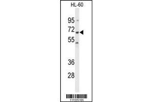 Western blot analysis of PTPN6 Antibody in HL-60 cell line lysates (35ug/lane) (SHP1 抗体  (AA 247-277))