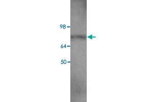 Western blot analysis of HEK293 cell lysate with EIF2C2 polyclonal antibody  at 1 : 400 dilution. (AGO2 抗体  (C-Term))