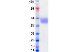Validation with Western Blot (TYRO3 Protein (DYKDDDDK-His Tag))