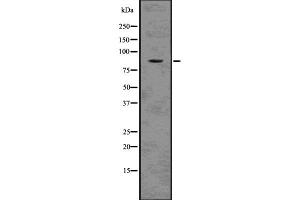 Western blot analysis of MCM5 using HepG2 whole cell lysates