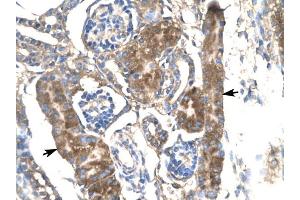 SLC17A2 antibody was used for immunohistochemistry at a concentration of 4-8 ug/ml to stain Epithelial cells of renal tubules (arrows) in Human Kidney. (SLC17A2 抗体)
