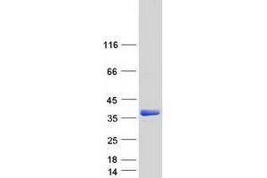 Western Blotting (WB) image for Hes Family bHLH Transcription Factor 1 (HES1) protein (Myc-DYKDDDDK Tag) (ABIN2722661)