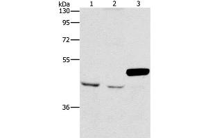Western Blot analysis of A172 and K562 cell, Mouse pancreas tissue using ARMCX3 Polyclonal Antibody at dilution of 1:900 (ARMCX3 抗体)