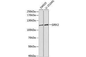 Western blot analysis of extracts of various cell lines, using GRIK2 antibody (ABIN3022674, ABIN3022675, ABIN3022676 and ABIN6219084) at 1:1000 dilution. (GRIK2 抗体  (AA 30-300))