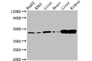 Western Blot Positive WB detected in: HepG2 whole cell lysate, K562 whole cell lysate, Rat liver tissue, Mouse heart tissue, Mouse liver tissue Mouse kindey tissue All lanes: ACAT1 antibody at 3 μg/mL Secondary Goat polyclonal to rabbit IgG at 1/50000 dilution Predicted band size: 46, 18 kDa Observed band size: 46 kDa (ACAT1 抗体  (AA 76-106))
