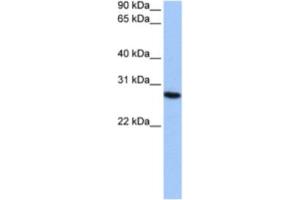 Western Blotting (WB) image for anti-Proteasome Subunit alpha 6 (PSMA6) antibody (ABIN2462130) (PSMA6 抗体)