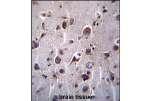 TM55B Antibody (C-term) (ABIN657095 and ABIN2846253) immunohistochemistry analysis in formalin fixed and paraffin embedded human brain tissue followed by peroxidase conjugation of the secondary antibody and DAB staining. (TMEM55B 抗体  (C-Term))