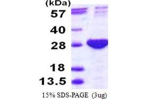 SDS-PAGE (SDS) image for Proteasome (Prosome, Macropain) Subunit, beta Type, 4 (PSMB4) (AA 46-264) protein (His tag) (ABIN667984)