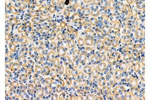 ABIN6259594 and ABIN6274739 at 1/100 staining Mouse kidney tissue by IHC-P. (MRPL35 抗体  (Internal Region))