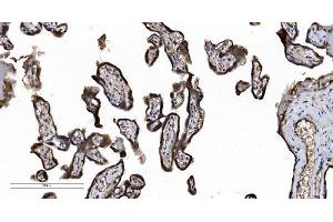 IHC analysis of SEC23A using anti-SEC23A antibody (ABIN7600428).