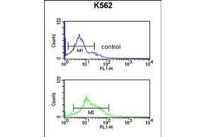 ZO1 Antibody (C-term) (ABIN650980 and ABIN2840020) flow cytometric analysis of K562 cells (bottom histogram) compared to a negative control cell (top histogram).