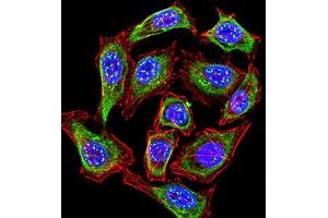 Immunofluorescence analysis of Hela cells using KMT2C mouse mAb (green). (MLL3 抗体  (AA 1-205))