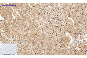 Immunohistochemical analysis of paraffin-embedded mouse heart tissue. (Connexin 43/GJA1 抗体  (AA 310-390))