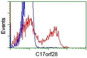 HEK293T cells transfected with either RC206740 overexpress plasmid (Red) or empty vector control plasmid (Blue) were immunostained by anti-C17orf28 antibody (ABIN2452865), and then analyzed by flow cytometry. (HID1/DMC1 抗体)