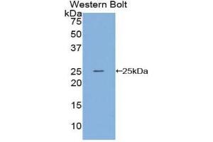 Western Blotting (WB) image for anti-Sprouty Homolog 3 (SPRY3) (AA 88-281) antibody (ABIN1860626) (SPRY3 抗体  (AA 88-281))