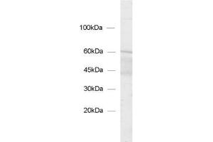 dilution: 1 : 1000, sample: synaptic vesicle fraction of rat brain (LP2)