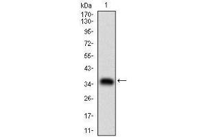 Western blot analysis using ABCB1 mAb against human ABCB1 (AA: 632-693) recombinant protein.