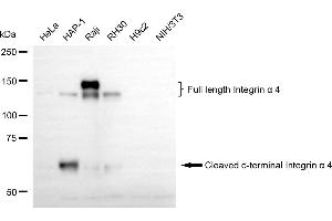 Western blotting analysis using integrin α4 antibody (ABIN7800942). (Recombinant ITGA4 抗体)