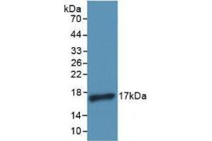 Western blot analysis of recombinant Human IL4. (IL-4 抗体)