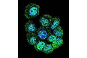 Confocal immunofluorescent analysis of RACG Antibody (N-term) 1461a with MCF-7 cell followed by Alexa Fluor 488-conjugated goat anti-rabbit lgG (green). (RACGAP1 抗体  (N-Term))