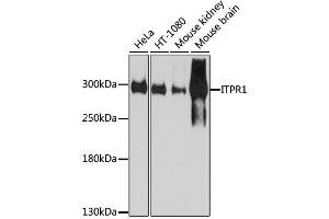 Western blot analysis of extracts of various cell lines, using ITPR1 antibody. (ITPR1 抗体  (AA 1850-1950))