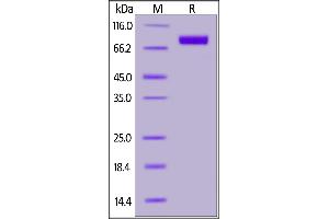 SDS-PAGE (SDS) image for Sialic Acid Binding Ig-Like Lectin 10 (SIGLEC10) (AA 17-546) (Active) protein (His tag) (ABIN7013385)