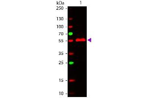 Western Blot of ATTO 647N conjugated Goat anti-Mouse IgG3 (gamma 3 chain) Pre-adsorbed secondary antibody. (山羊 anti-小鼠 IgG3 (Heavy Chain) Antibody (Atto 647N) - Preadsorbed)