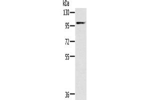 Western Blotting (WB) image for anti-Potassium Voltage-Gated Channel, KQT-Like Subfamily, Member 5 (KCNQ5) antibody (ABIN2430351) (KCNQ5 抗体)