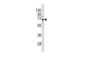 Western blot analysis of anti-FZD1 Antibody (center) (ABIN389236 and ABIN2839386) in Hela cell line lysates (35 μg/lane). (FZD1 抗体  (AA 367-396))