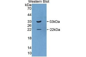 Western Blotting (WB) image for anti-Interleukin 20 Receptor beta (IL20RB) (AA 37-290) antibody (ABIN1859401)