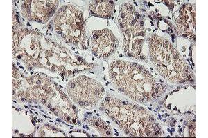 Immunohistochemical staining of paraffin-embedded Human Kidney tissue using anti-RAMP2 mouse monoclonal antibody. (RAMP2 抗体)
