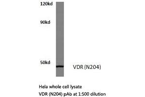 Western blot (WB) analysis of VDR antibody in extracts from Hela cells. (Vitamin D Receptor 抗体)