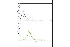 Flow cytometric analysis of NCI- cells using VTN Antibody (C-term)(bottom histogram) compared to a negative control cell (top histogram). (Vitronectin 抗体  (C-Term))