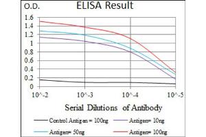 Red: Control Antigen (100ng) ; Purple: Antigen (10ng) ; Green: Antigen (50ng) ; Blue: Antigen (100ng). (TWIST1 抗体  (AA 9-74))