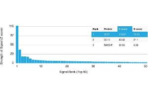 Analysis of Protein Array containing more than 19,000 full-length human proteins using CD21 Mouse Monoclonal Antibody (CR2/1952) Z- and S- Score: The Z-score represents the strength of a signal that a monoclonal antibody (MAb) (in combination with a fluorescently-tagged anti-IgG secondary antibody) produces when binding to a particular protein on the HuProtTM array. (CD21 抗体  (AA 44-196))