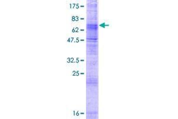 SLC24A5 Protein (AA 1-500) (GST tag)