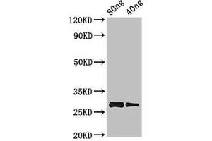 Western Blot Positive WB detected in Recombinant protein All lanes: PRL antibody at 2. (Prolactin 抗体  (AA 31-229))