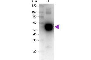 Western Blot of Biotin Conjugated Goat Anti-Rat IgA (Alpha chain) Secondary Antibody. (山羊 anti-大鼠 IgA (Heavy Chain) Antibody (Biotin) - Preadsorbed)