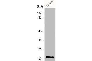 Western Blot analysis of Jurkat cells using MRP-L54 Polyclonal Antibody
