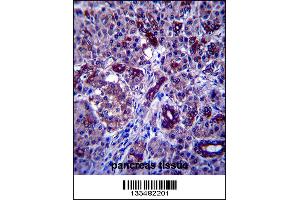 PPP1R3F Antibody immunohistochemistry analysis in formalin fixed and paraffin embedded human pancreas tissue followed by peroxidase conjugation of the secondary antibody and DAB staining. (PPP1R3F 抗体  (C-Term))