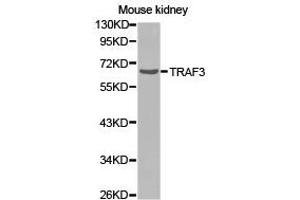 Western Blotting (WB) image for anti-TNF Receptor-Associated Factor 3 (TRAF3) antibody (ABIN1875193) (TRAF3 抗体)