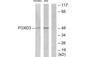 Western blot analysis of extracts from HUVEC cells and 293 cells, using FOXD3 antibody. (FOXD3 抗体  (Internal Region))