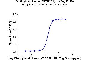 Immobilized Human VEGF165 at 1 μg/mL (100 μL/well) on the plate. (FLT1 Protein (His-Avi Tag,Biotin))