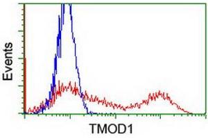 HEK293T cells transfected with either RC201134 overexpress plasmid (Red) or empty vector control plasmid (Blue) were immunostained by anti-TMOD1 antibody (ABIN2454777), and then analyzed by flow cytometry. (Tropomodulin 1 抗体)