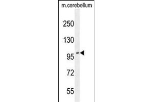 ADTS10 Antibody (N-term) (ABIN654061 and ABIN2843959) western blot analysis in mouse cerebellum tissue lysates (35 μg/lane).