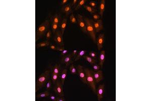 Immunofluorescence analysis of H9C2 cells using BRMS1 Rabbit pAb (ABIN7265929) at dilution of 1:100. (BRMS1 抗体  (AA 90-210))