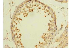 Immunohistochemistry of paraffin-embedded human testis tissue using ABIN7143633 at dilution of 1:100 (AARSD1 抗体  (AA 1-230))